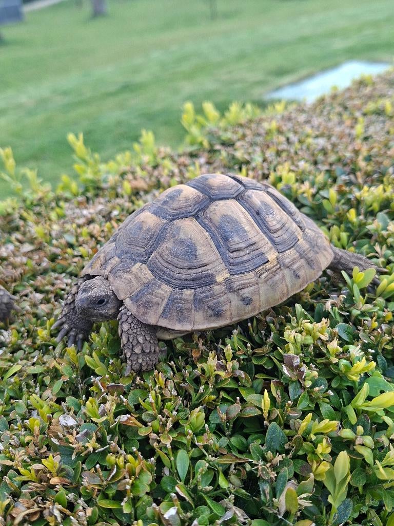 Vrouwtjes Griekse landschildpad testudo hermanni boettgeri, Schildpad, 3 tot 6 jaar