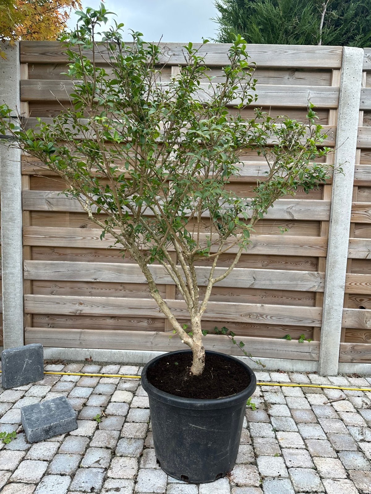 Osmanthus, Ophalen