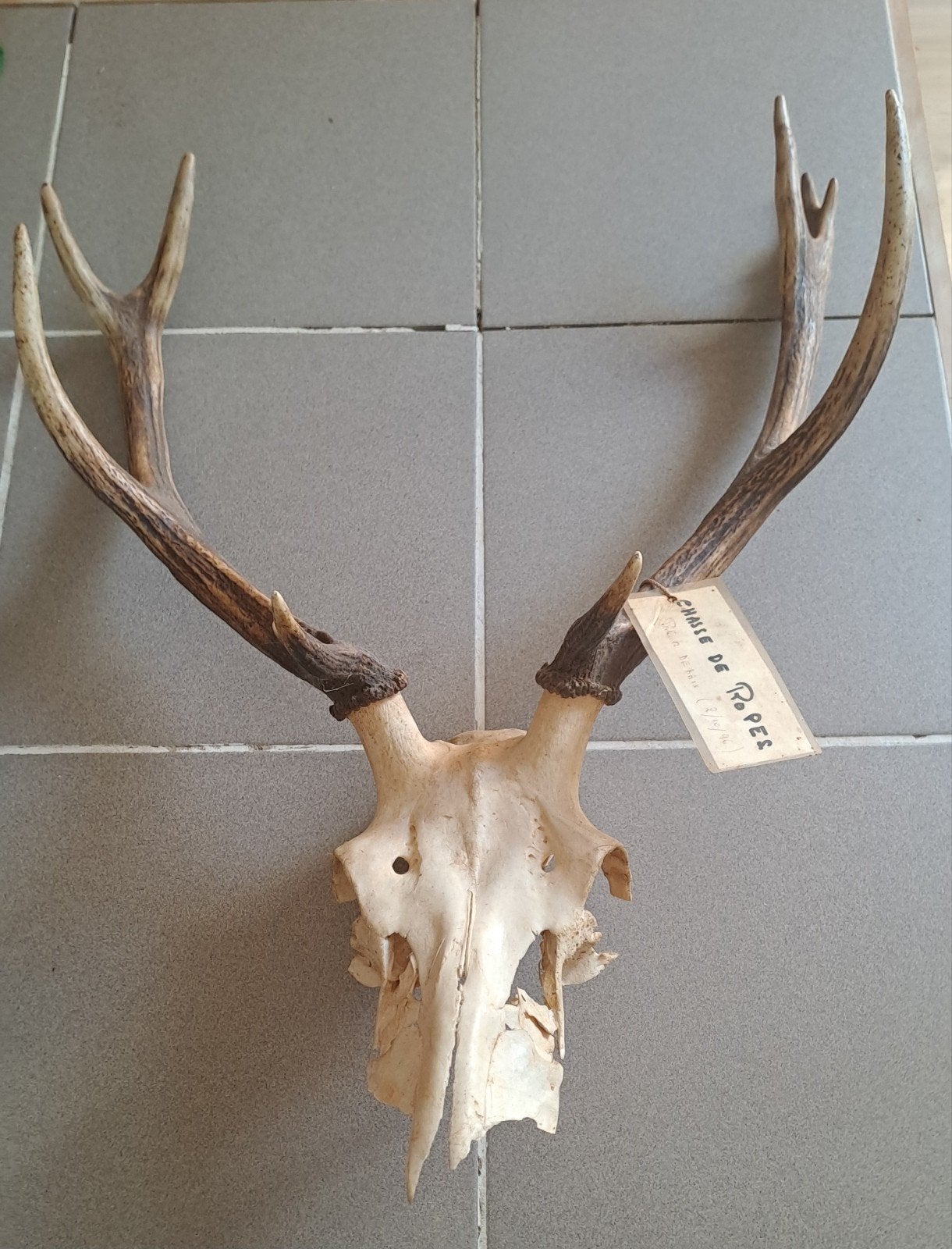 trophées de chasse, Enlèvement