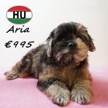 Frenchiepoo Aiko, Aura & Aria – Bijzondere metgezellen, 15 weken tot 1 jaar, Buitenland, Parvo, Meerdere