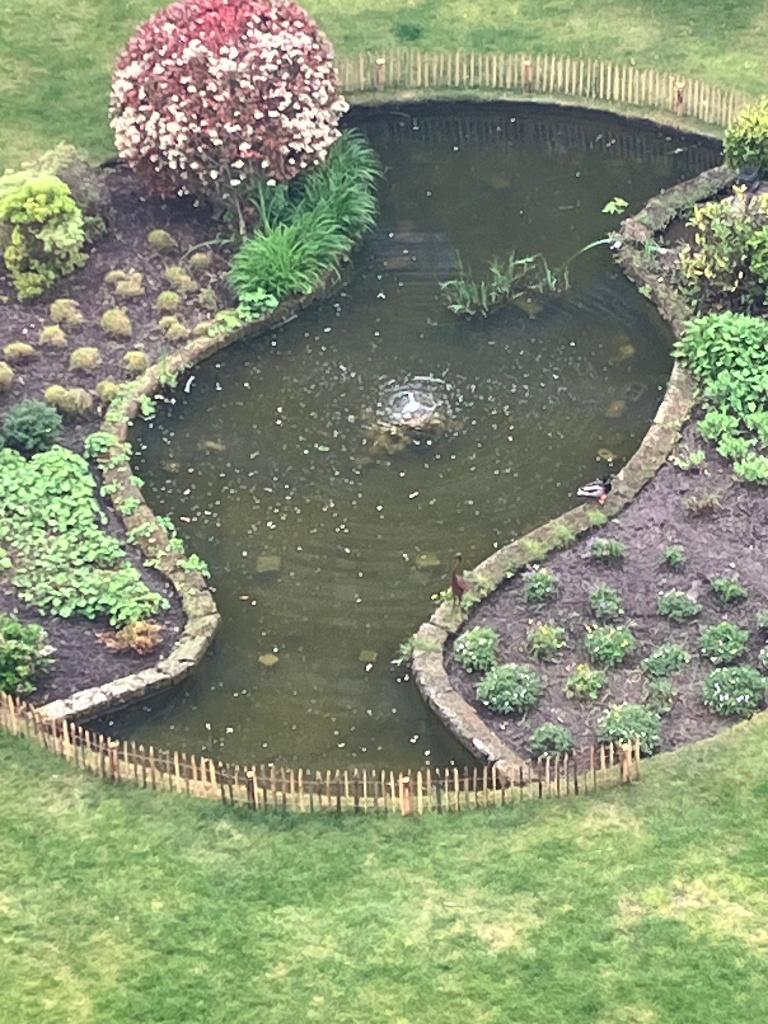 Gratis vijvervissen en planten gezocht voor onze vijver