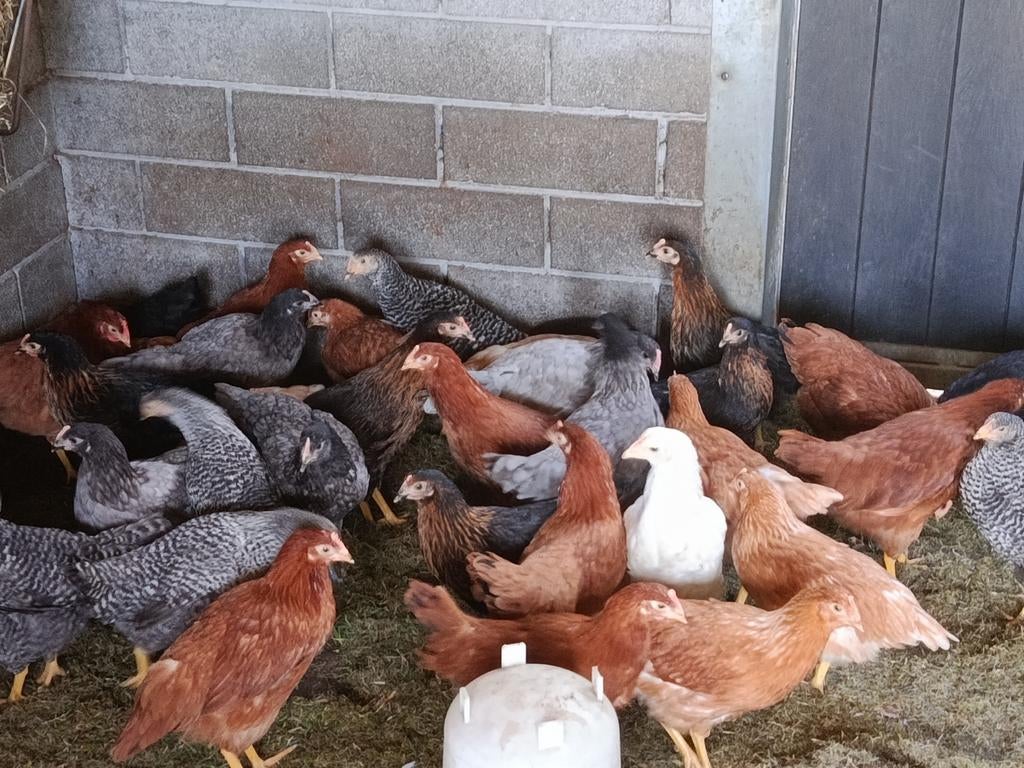 legkippen in alle kleuren !!, Poule ou poulet