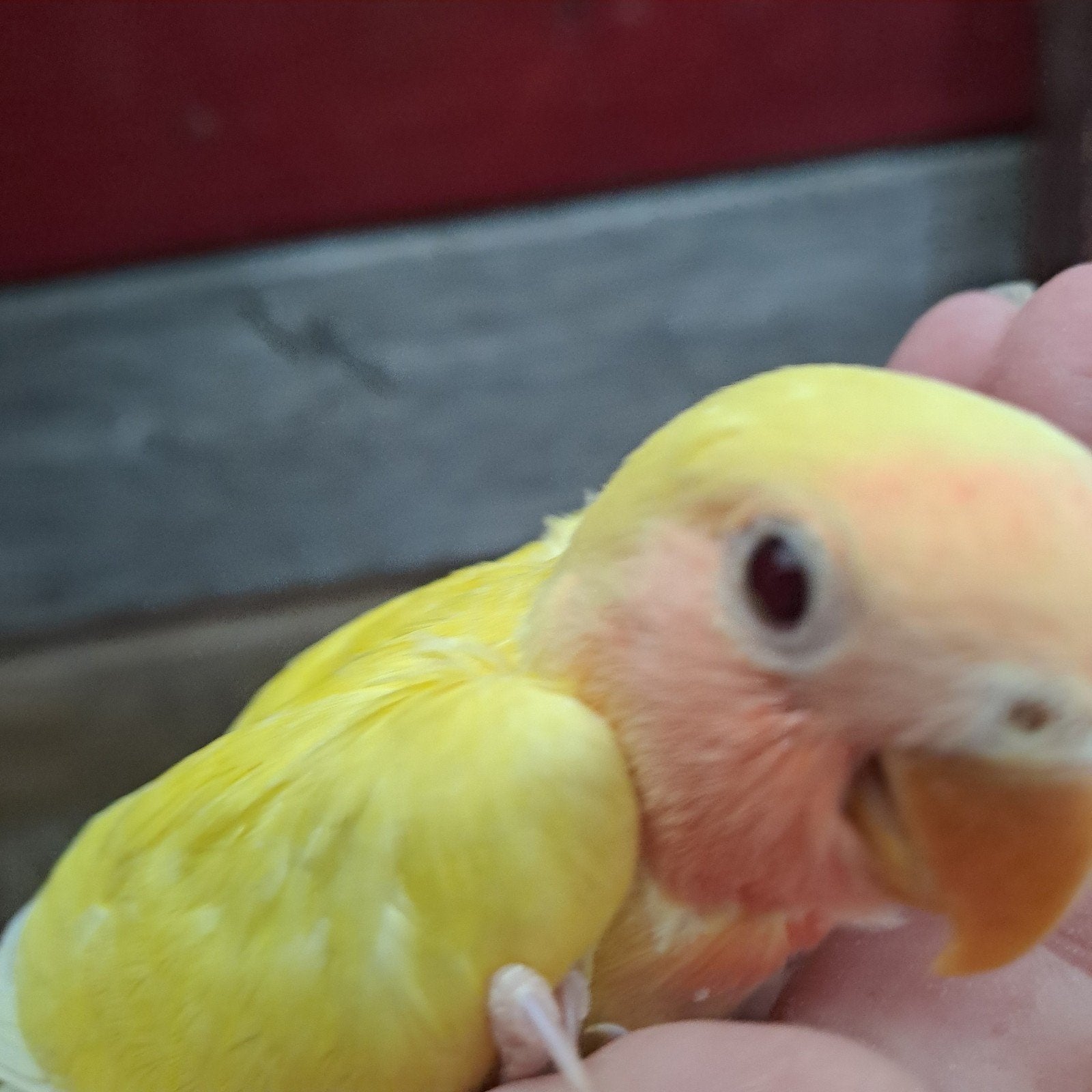 Agapornis rosei collis lutino, Geslacht onbekend, Dwergpapegaai of Agapornis, Geringd