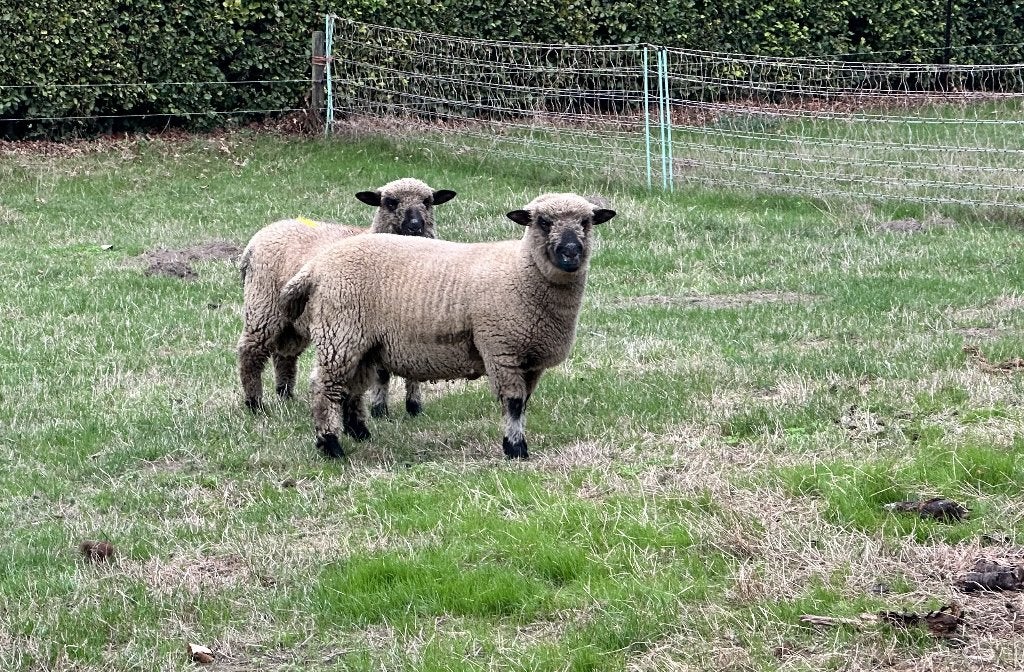 Raszuivere Shropshire dekrammen