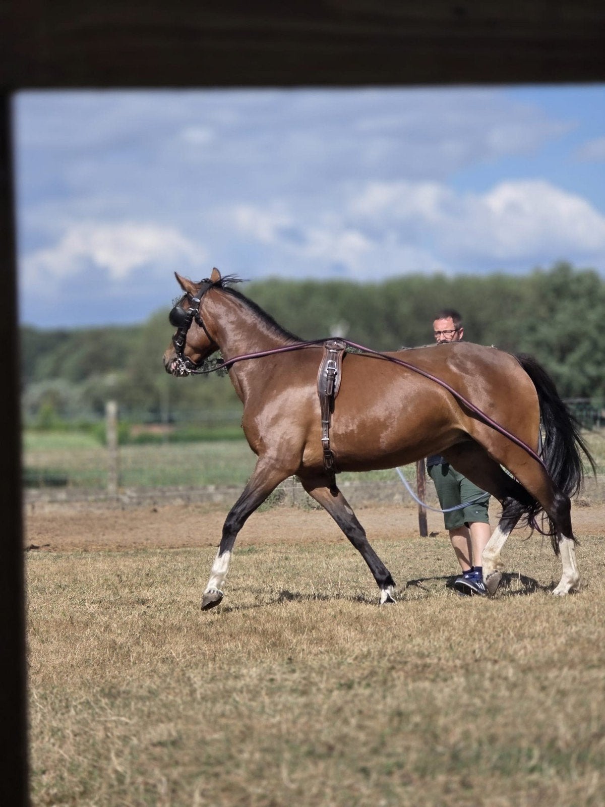 Zadelmak maken en doorrijden paarden, Dieren en Toebehoren, Zadelmak