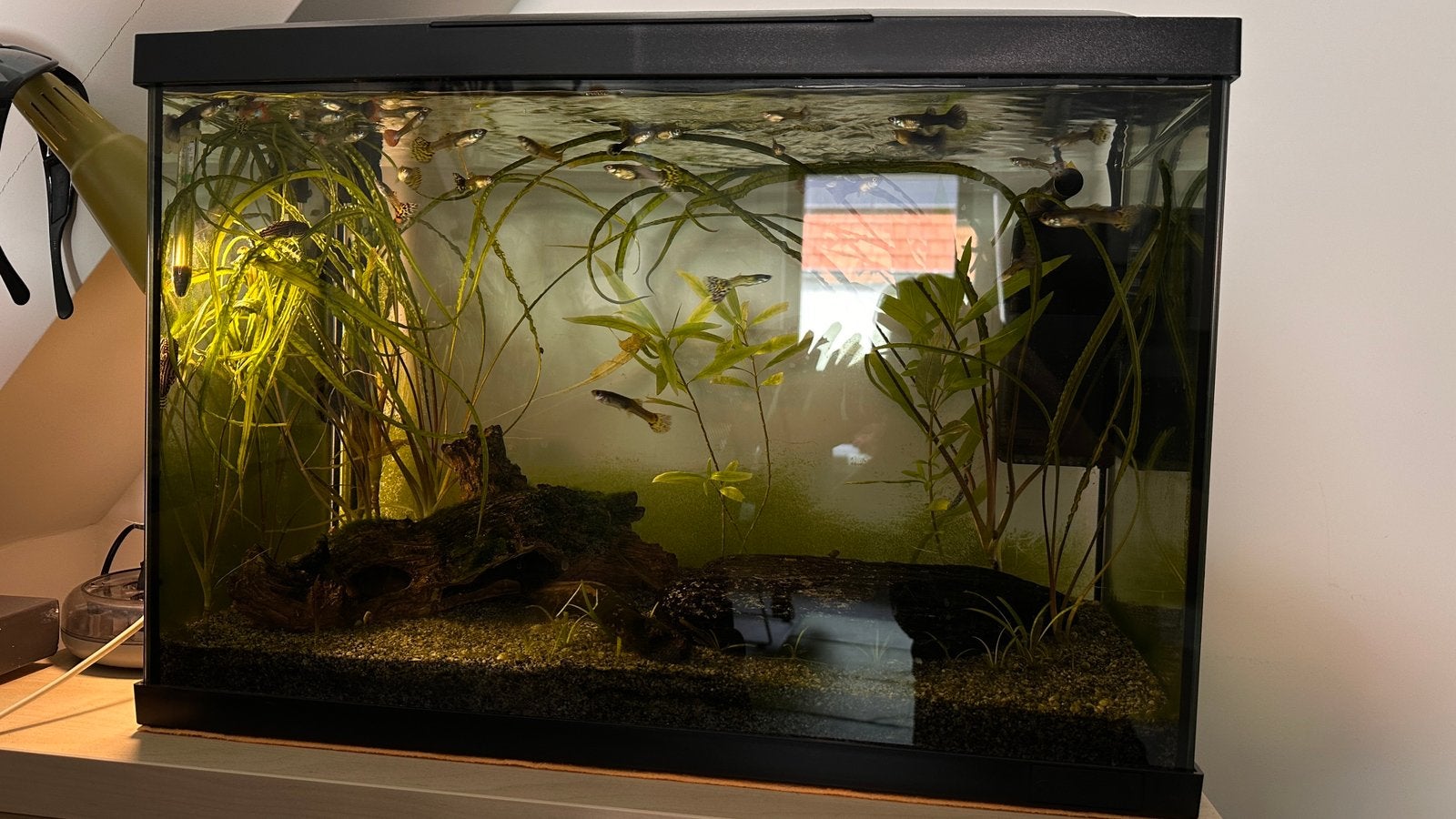 Aquarium SuperFish 70 met inhoud, Enlèvement, Utilisé