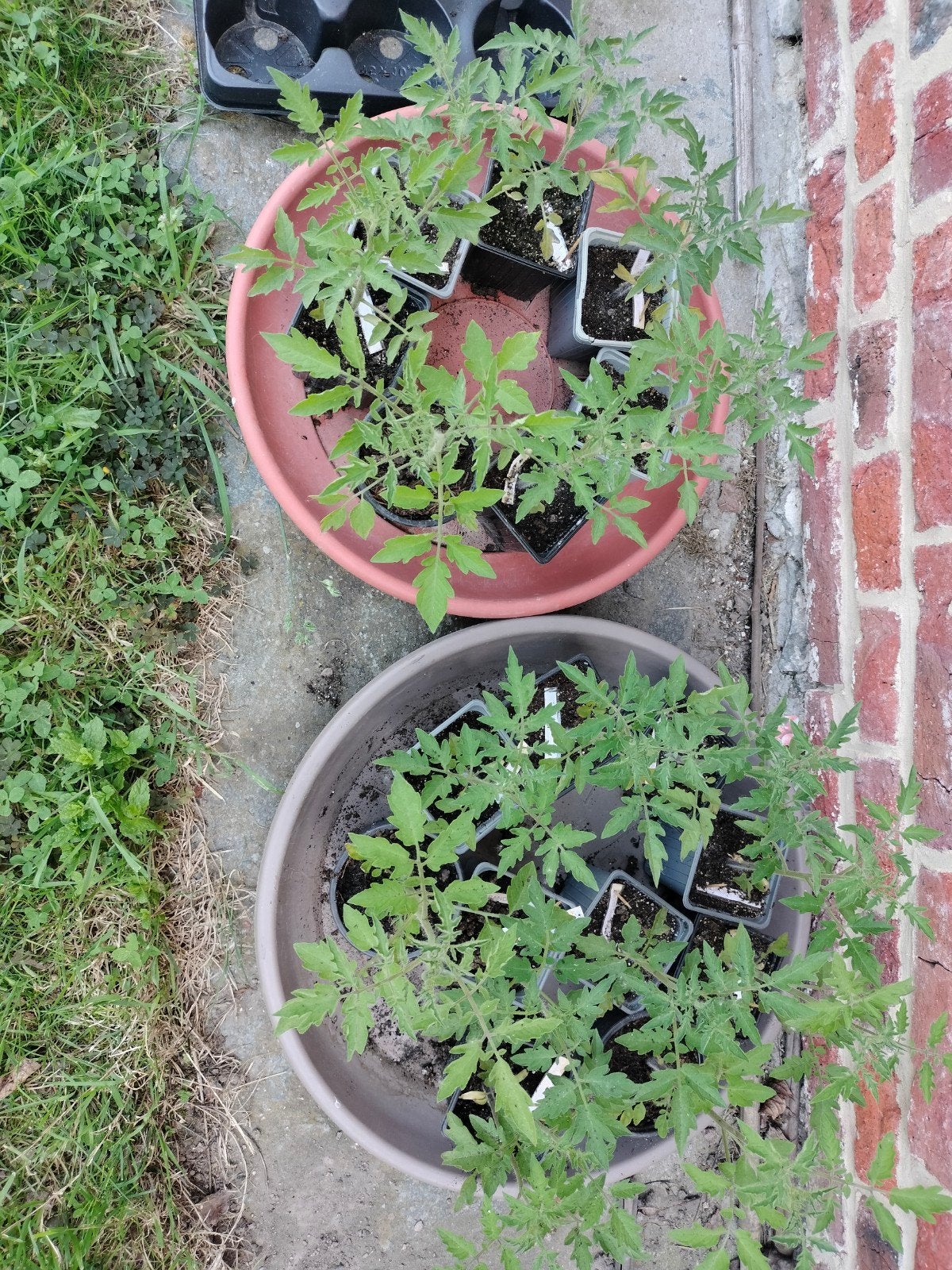 Plants de tomates disponibles gratuitement, Enlèvement