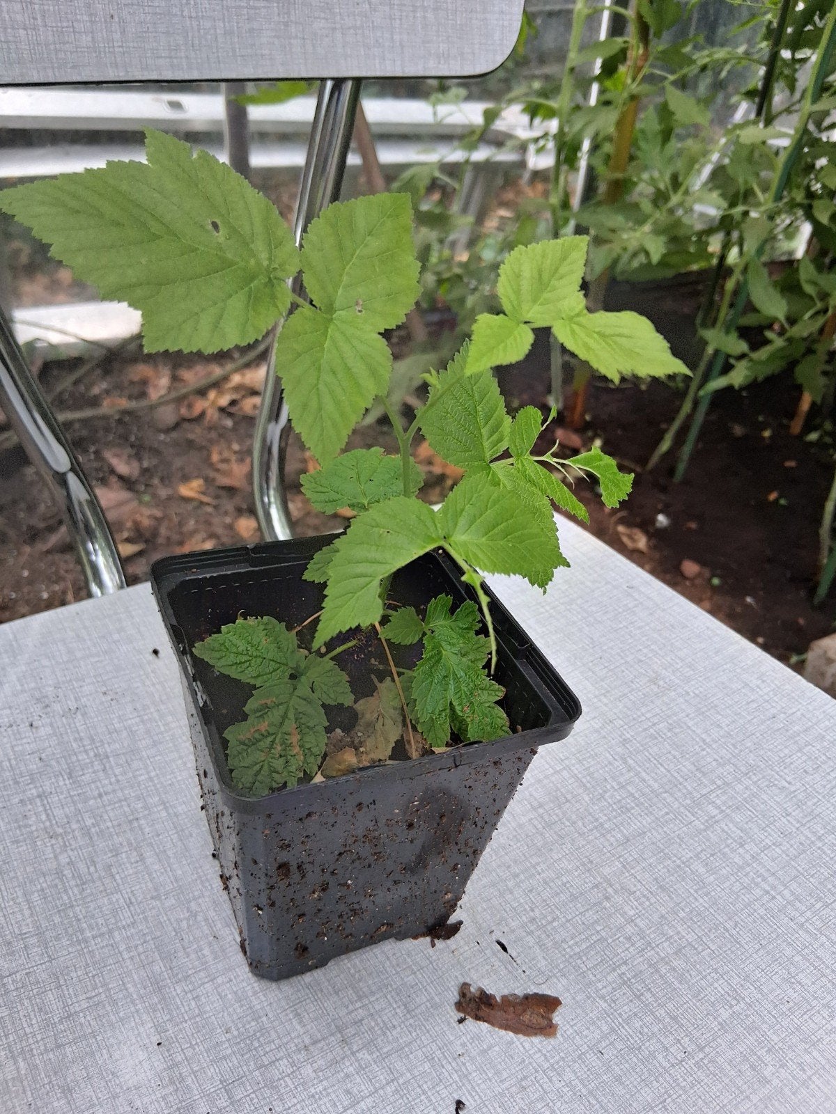 frambozen plantjes, Tuin en Terras, Planten | Tuinplanten, Ophalen