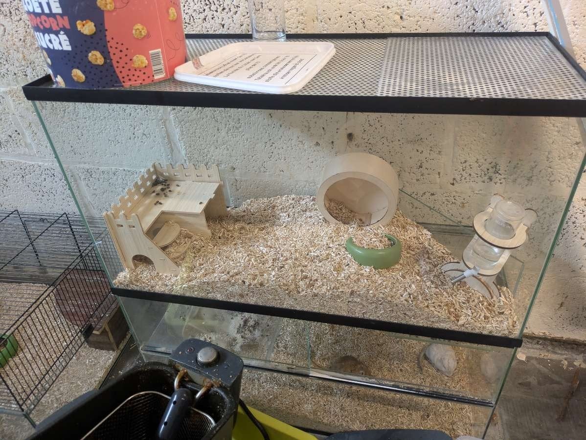 2 gerbils met kooi, Dieren en Toebehoren, Ophalen, Kooi