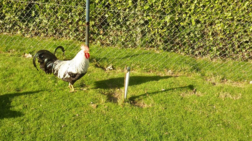 oeufs fécondés de la poule Leghorn argentée, Sexe inconnu, Poule ou poulet