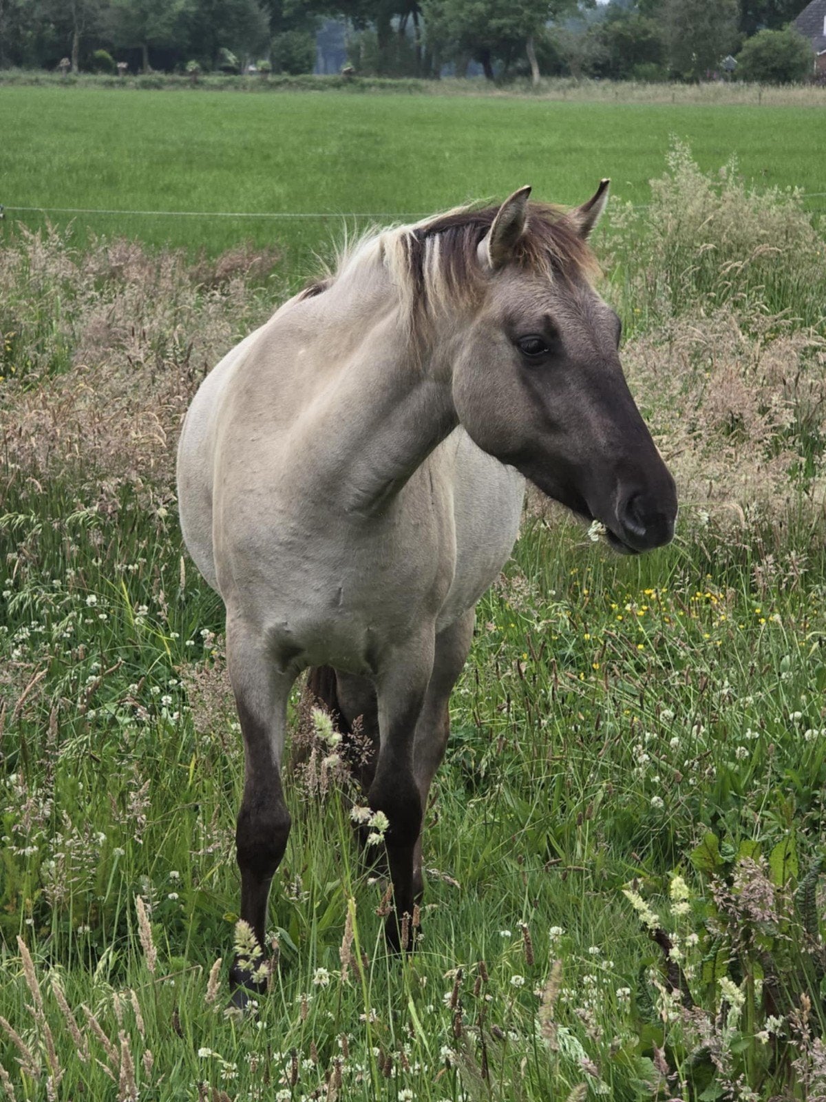 Knappe Konik merrie te koop, Dieren en Toebehoren, Merrie, Zadelmak, Gechipt, 3 tot 6 jaar