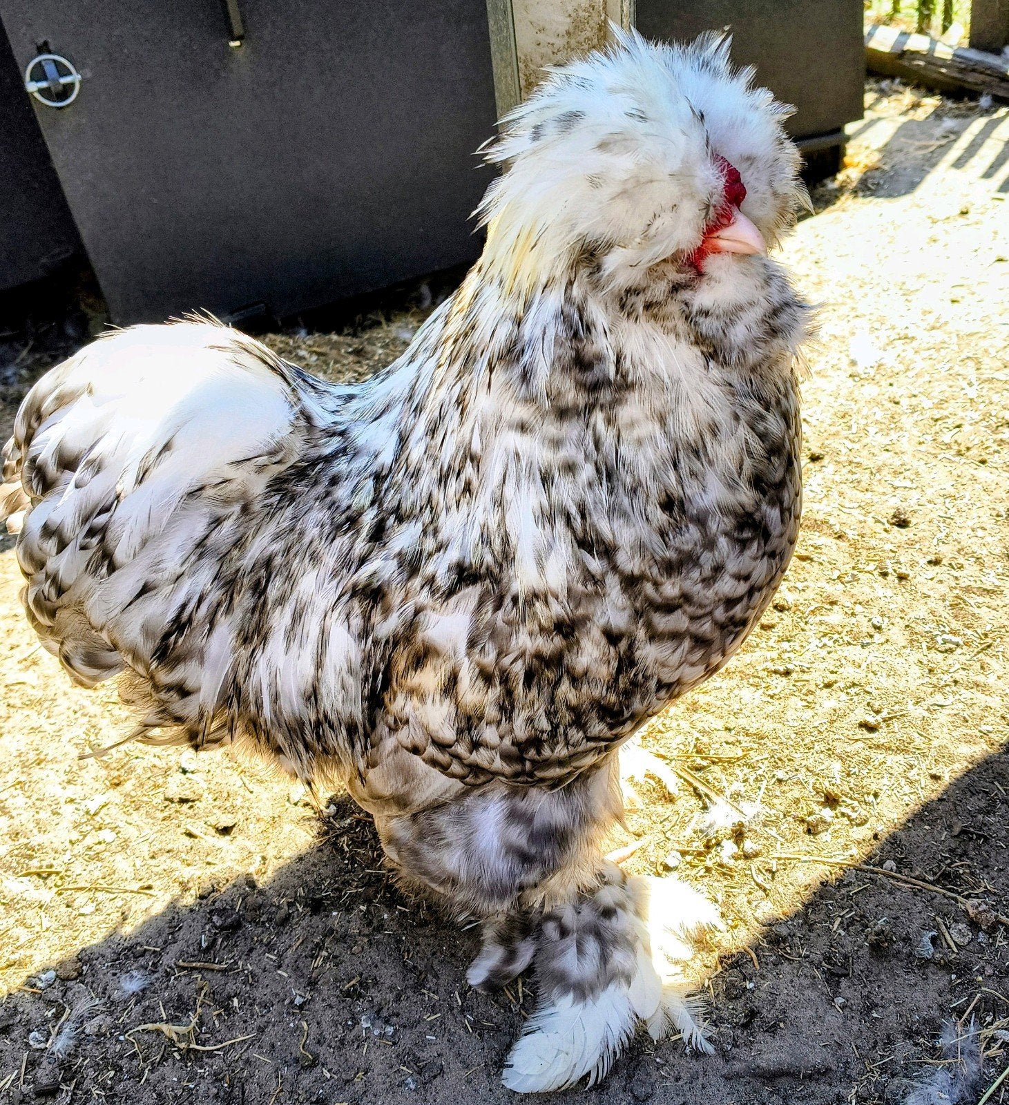 zijdehoen hanen van afgelopen voorjaar, Dieren en Toebehoren, Pluimvee, Mannelijk, Kip