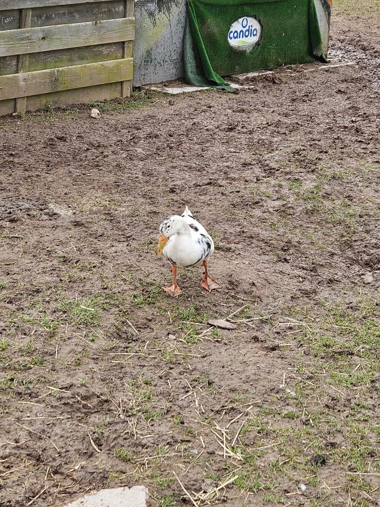 Très beau canard mal, Canard