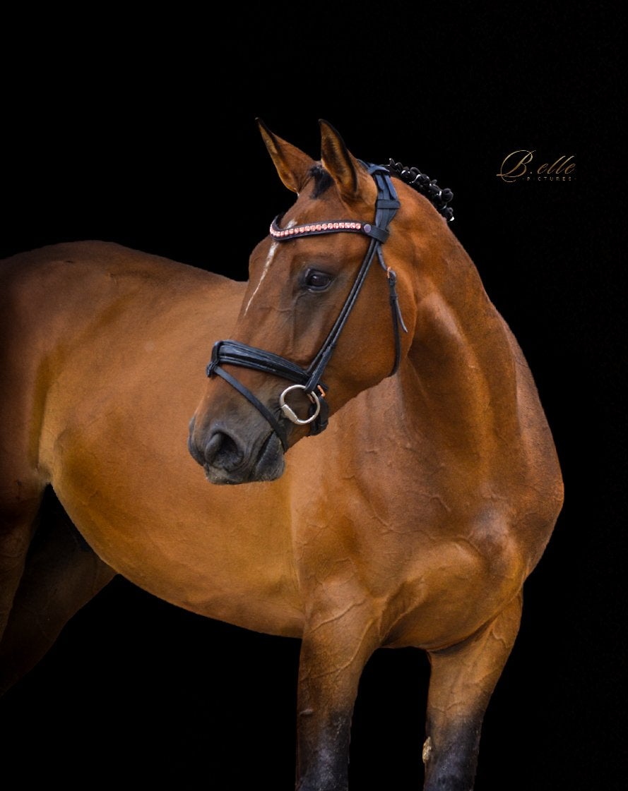 4 jarige Tobago ruin, Débourré, 165 à 170 cm, Cheval de saut, 3 à 6 ans