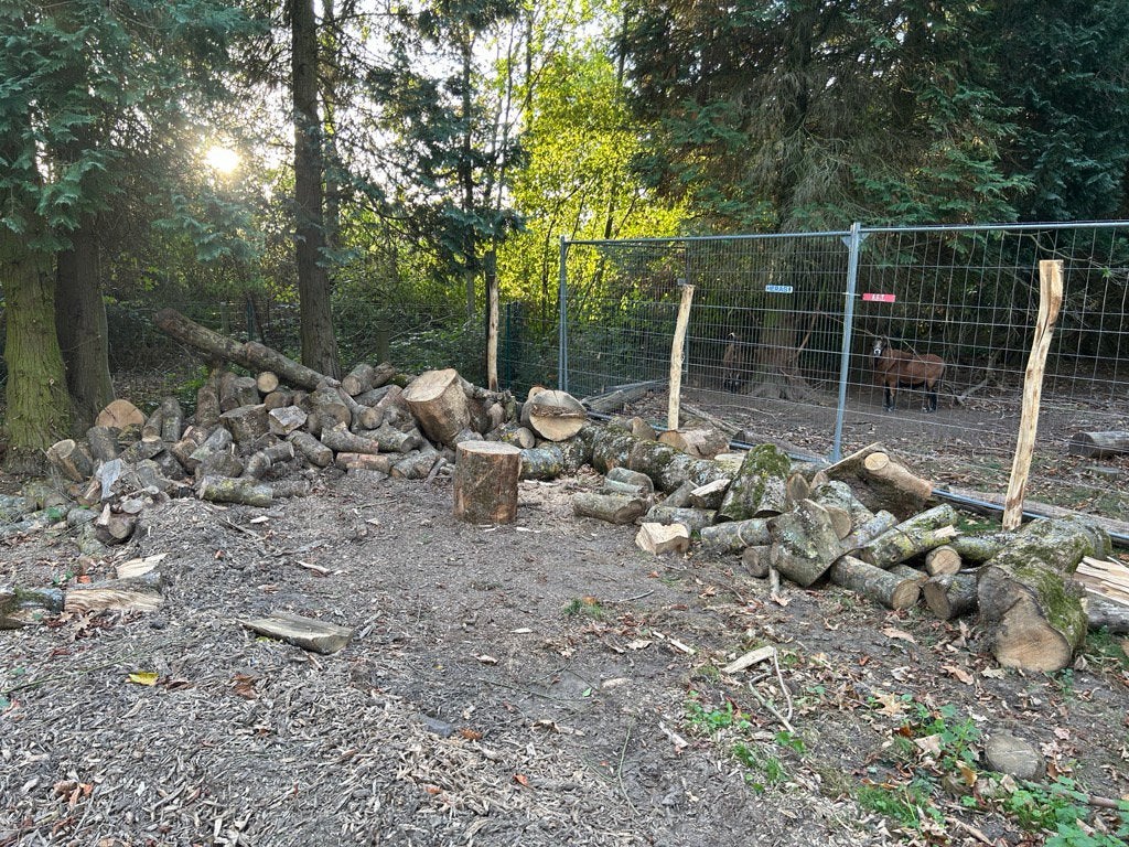 Bois à fendre, 6 m³ ou plus, Enlèvement, Frêne, Troncs d'arbres