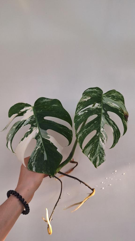 Monstera Albo Variegata, Enlèvement ou Envoi
