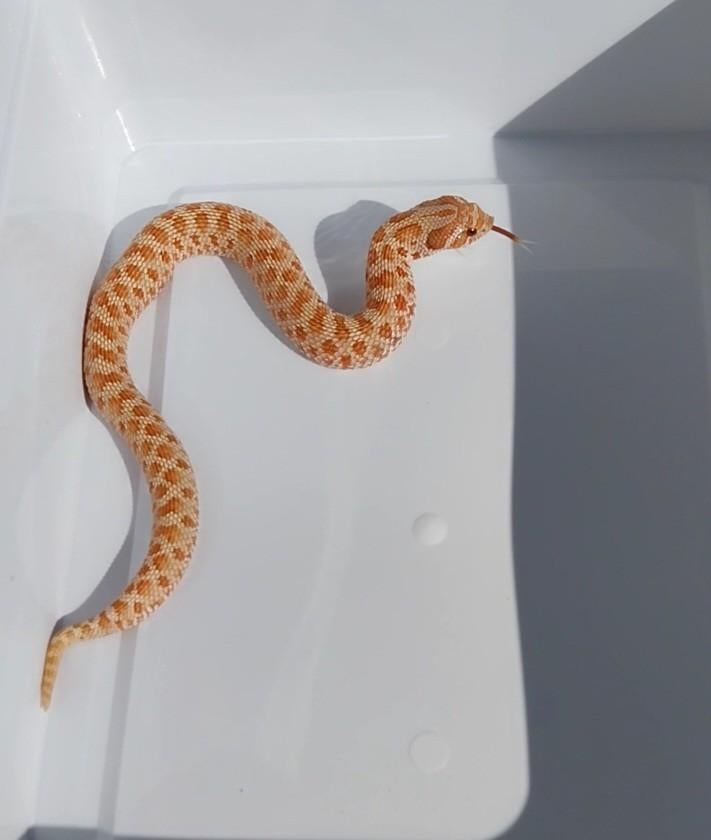 2.1 Heterodon nasicus 2025
