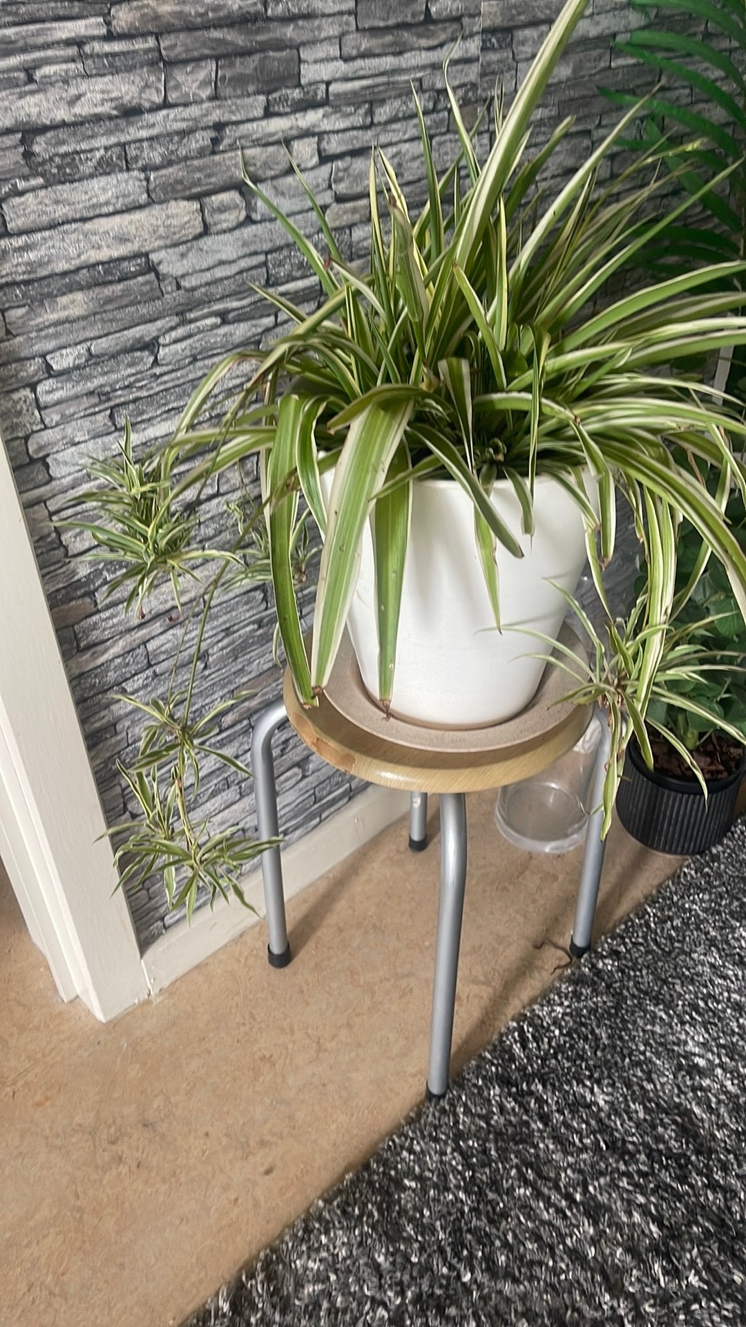 Een plant, Tuin en Terras, Ophalen, Zo goed als nieuw