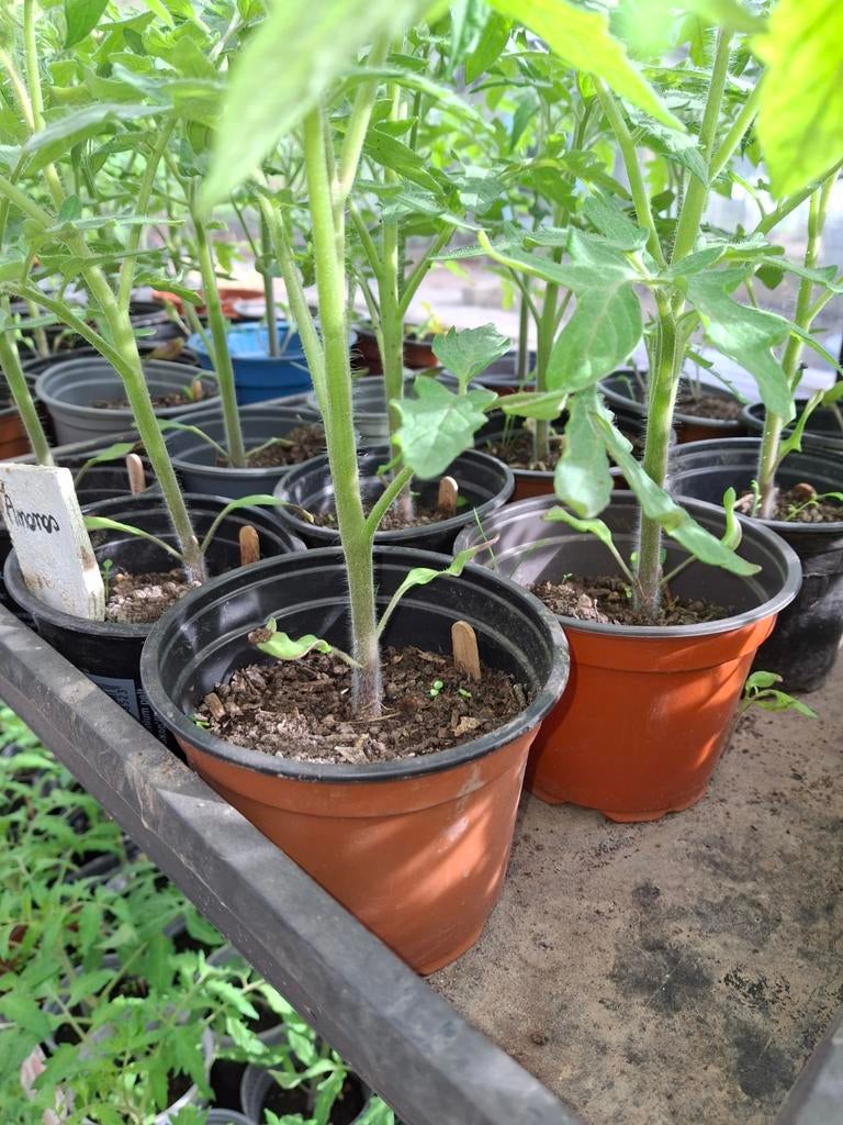 Plantes de tomates, Ophalen