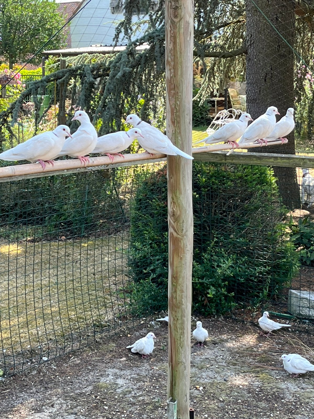 Lachduiven, Meerdere dieren, Tortelduif
