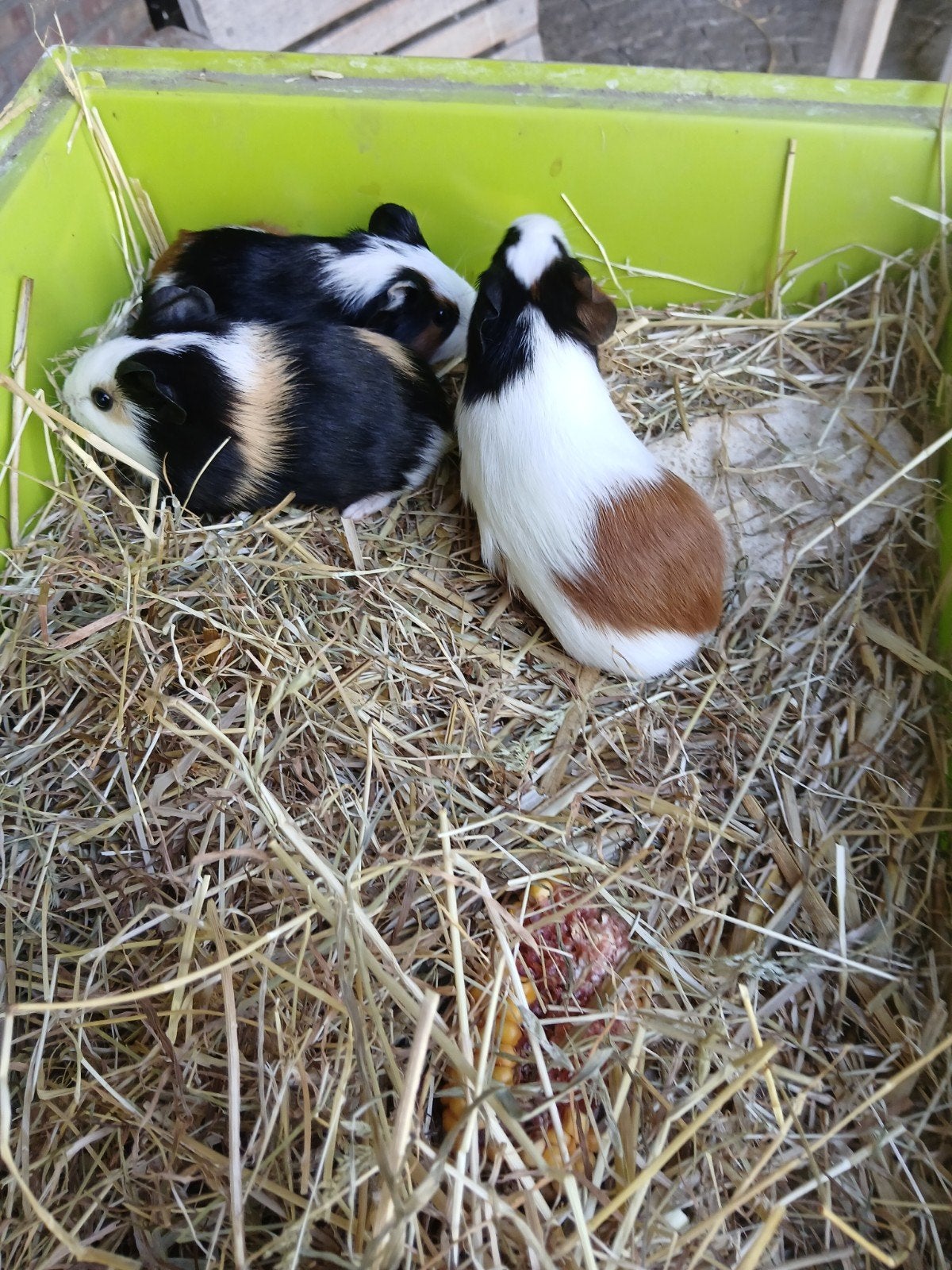 Cavia, Dieren en Toebehoren, Knaagdieren, Juni, Cavia