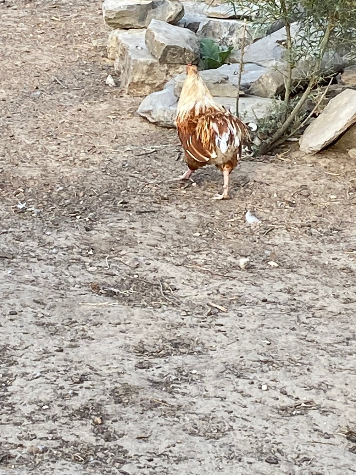 Hanen, Dieren en Toebehoren