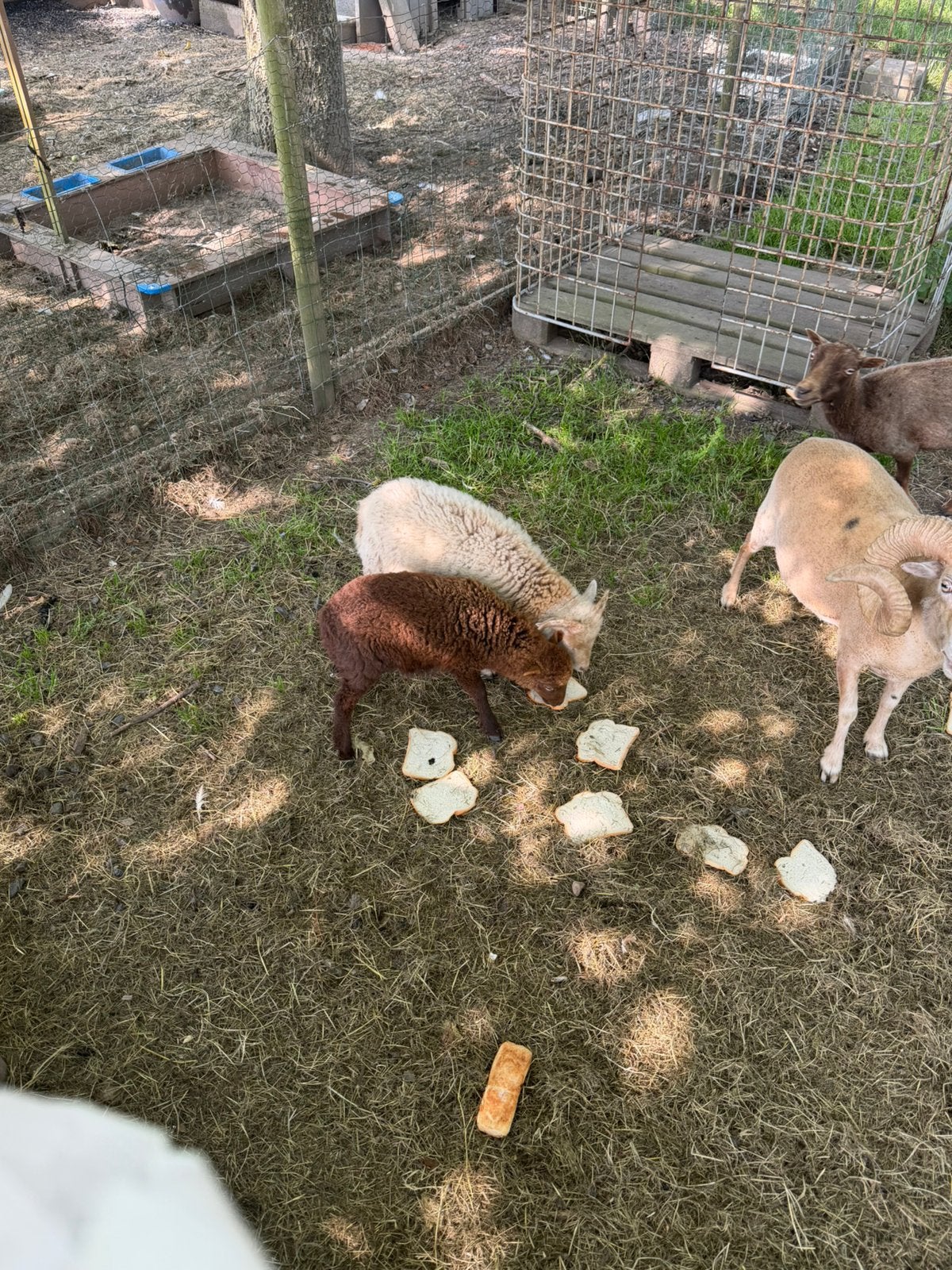 Mouton ouessant, Mâle, Mouton