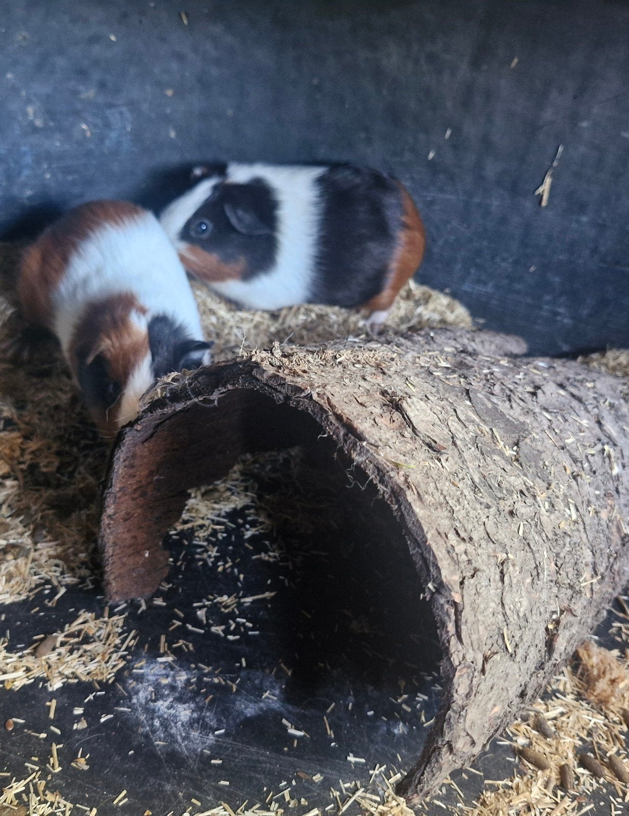 Cavias 9 weken, Dieren en Toebehoren