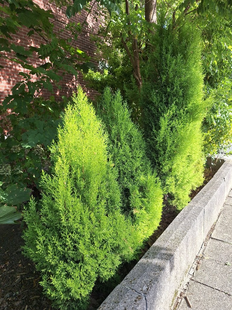 Gratis tuinplanten, Ophalen, Vaste plant, Overige soorten