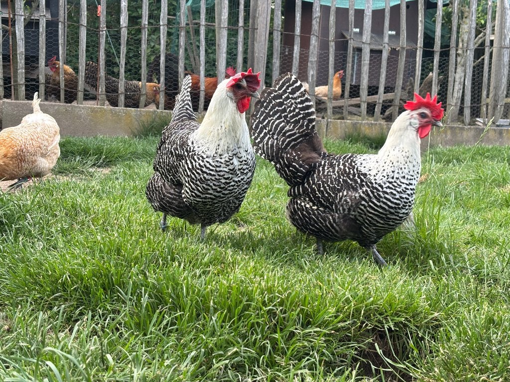 2 zilverbrakel hennen, Dieren en Toebehoren, Pluimvee