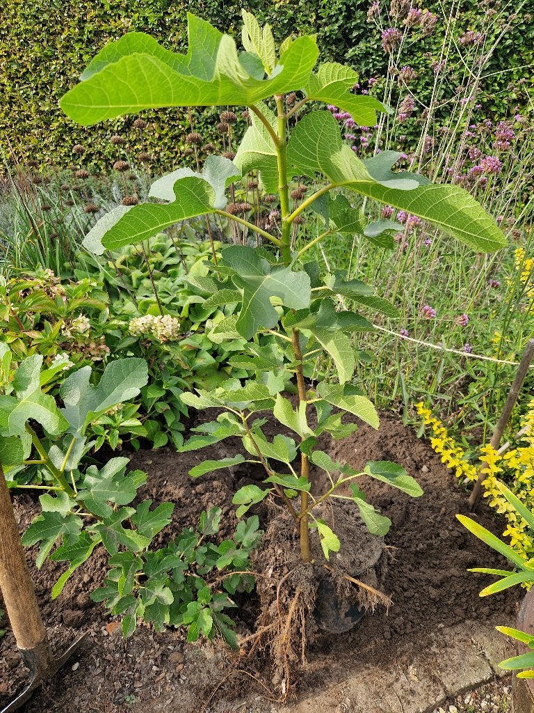 VIJGENBOOM FICUS CARICA, Figuier, En pot, Plein soleil, Moins de 100 cm