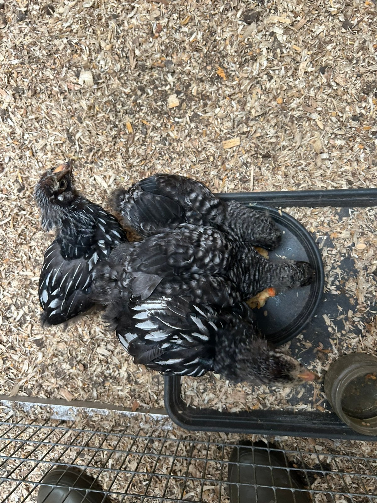 Mechelse koekoek en wyandotte groothoen, Dieren en Toebehoren, Pluimvee