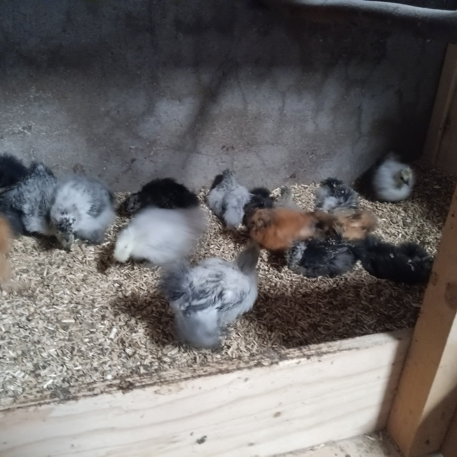 zijdehoen hennen, Dieren en Toebehoren, Pluimvee