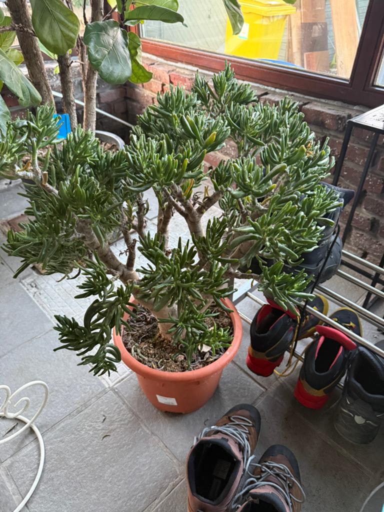 CRASSULA OVATA HOBBIT, Jardin & Terrasse, Plantes | Jardin, Enlèvement