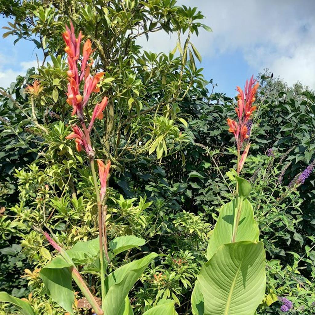 canna's /bloemriet, Tuin en Terras, Ophalen