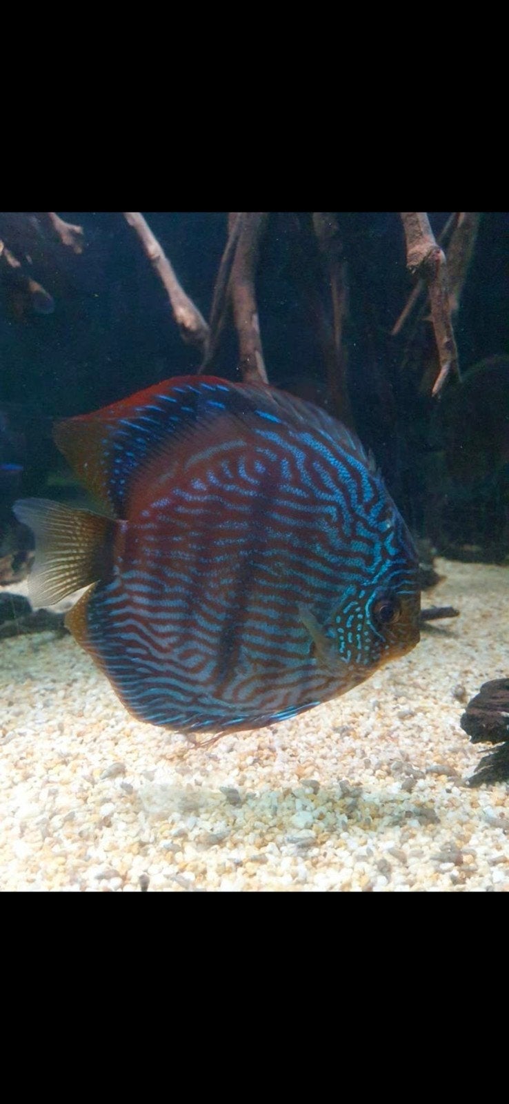 wild van discus, Dieren en Toebehoren, Ophalen