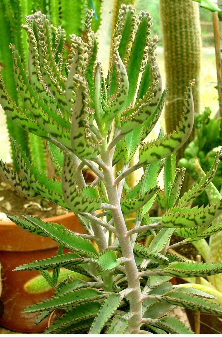 Mooie planten "Mother of Thousands" +/- 40 cm, pot 3L, 8€/st, Vetplant, In pot, Minder dan 100 cm, Bloeiende kamerplant