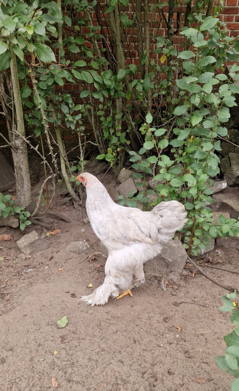 knappe jonge brahma haan