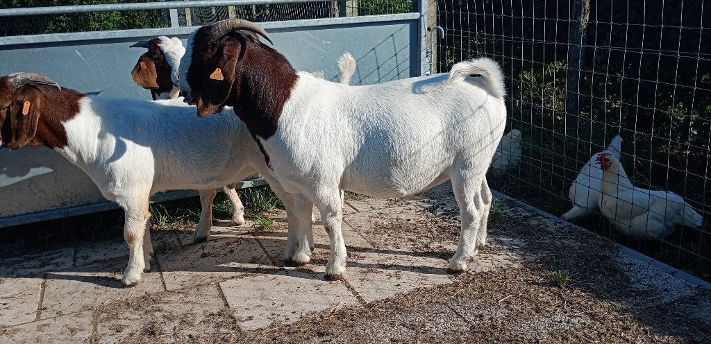 Boergeit met stamboek, Dieren en Toebehoren, Mannelijk, Geit, 0 tot 2 jaar