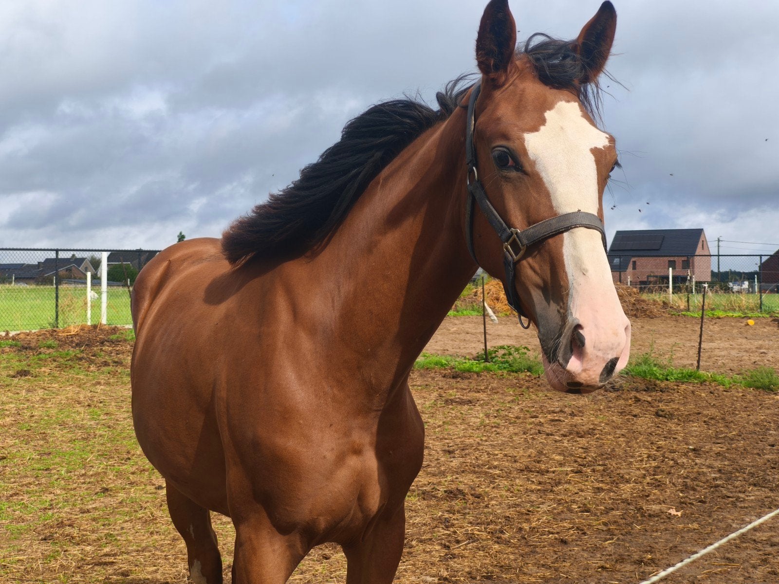 merrie paard Donna 05/25 Zangersheide, veulen v Dacantos boy, Merrie, Niet van toepassing, Met stamboom, 0 tot 2 jaar