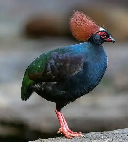 Roul roul haan, Animaux & Accessoires, Oiseaux | Oiseaux Autre, Mâle, Oiseau tropical