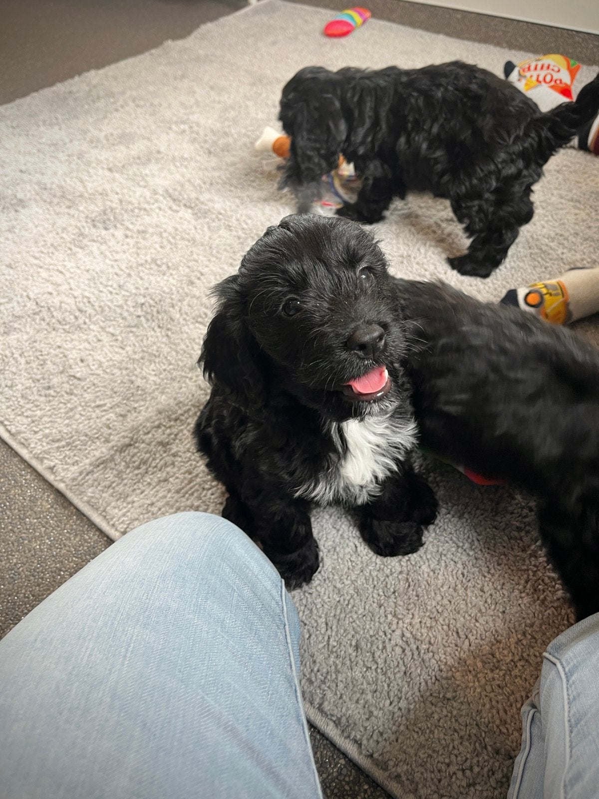 Beaux chiots Cockapoo (parents testés), Caniche, Maladie de Carré (chiens), Plusieurs, Belgique
