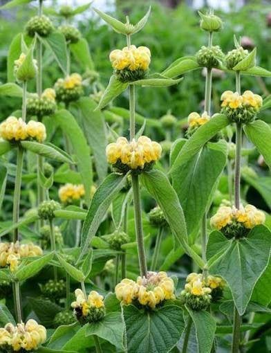 Phlomis russeliana, Volle zon, Vaste plant, Zomer, Ophalen