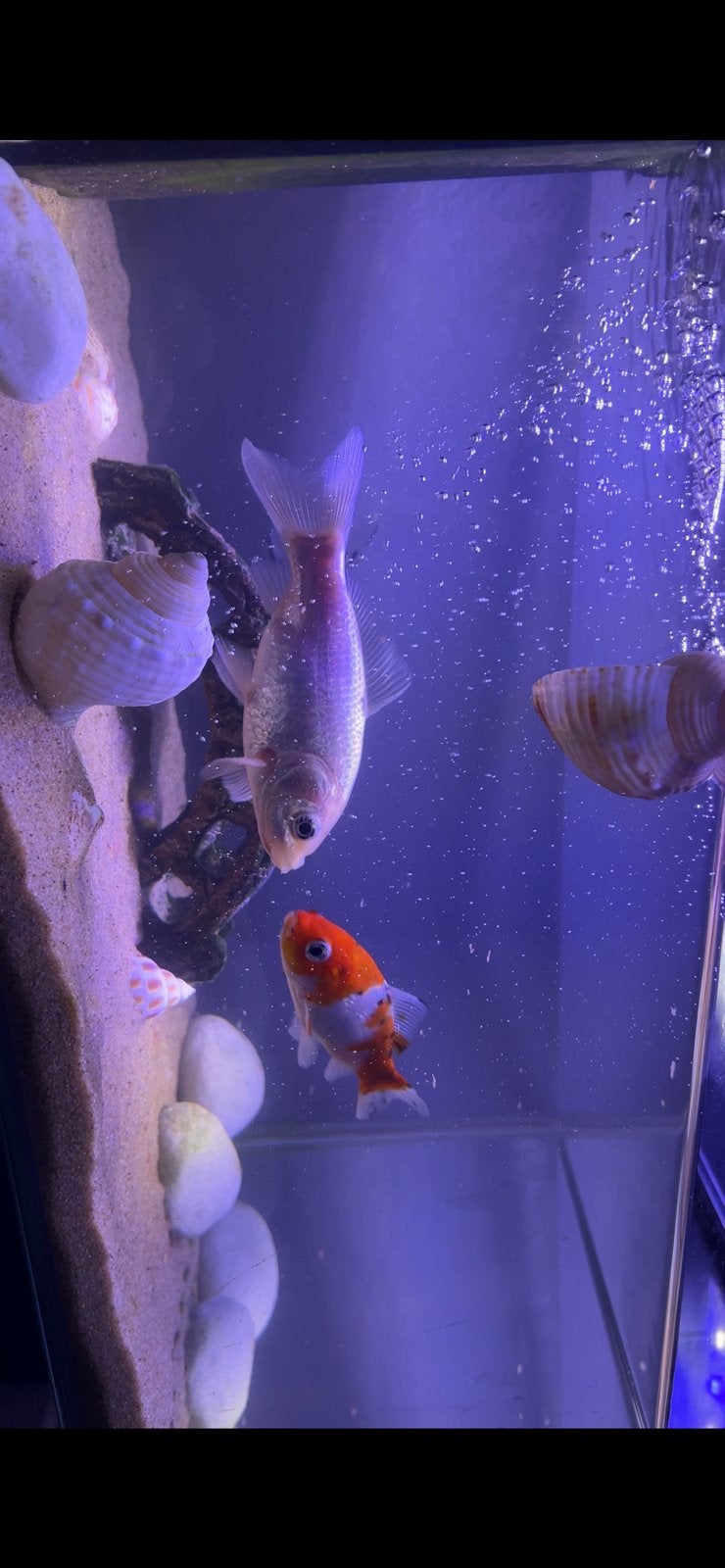 Aquarium 30l en 3 goudvissen, Poisson, Poisson d'eau douce, Banc de poissons