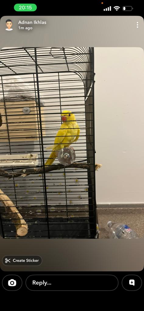 Papegaai, Dieren en Toebehoren, Papegaai