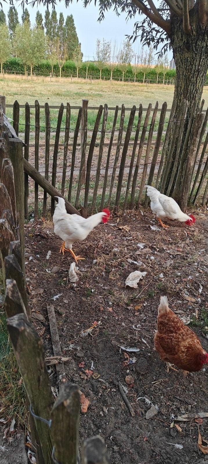 2 witte grote hanen