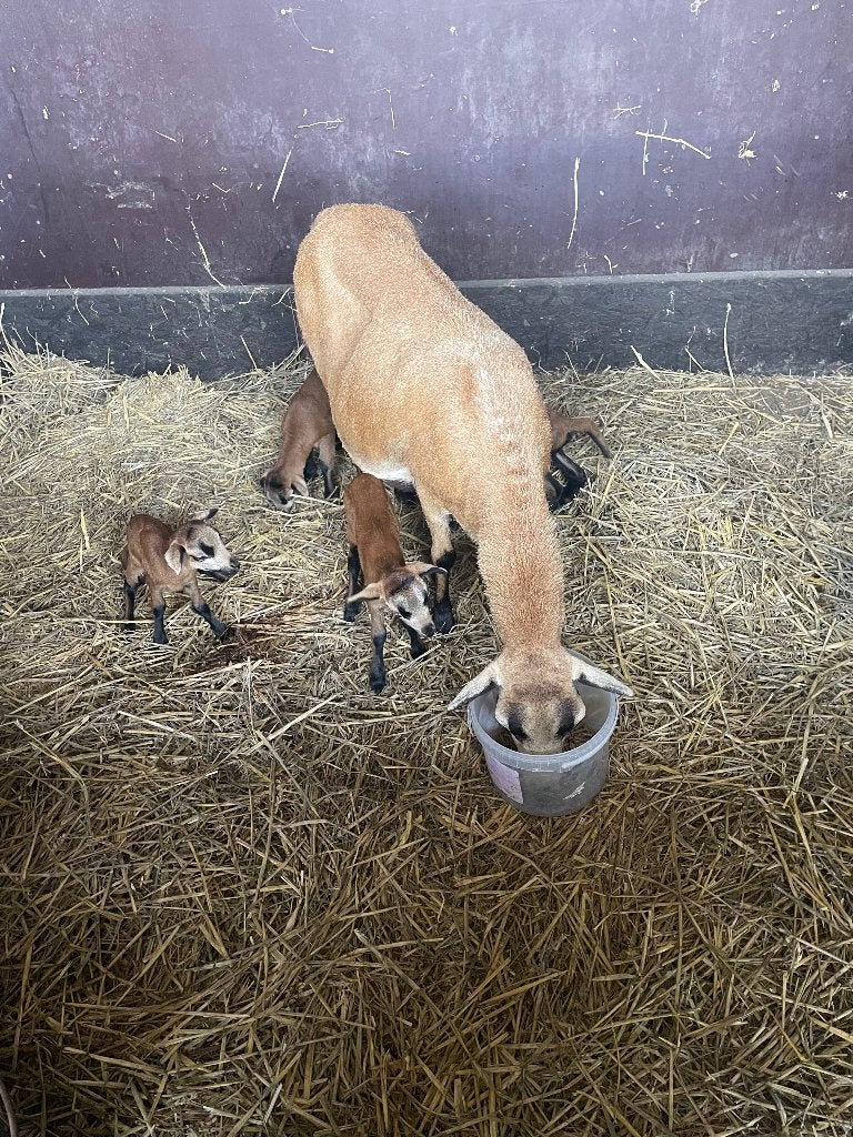 ze zijn er weer raszuivere lammetjes black belly, Meerdere dieren, Schaap, 0 tot 2 jaar