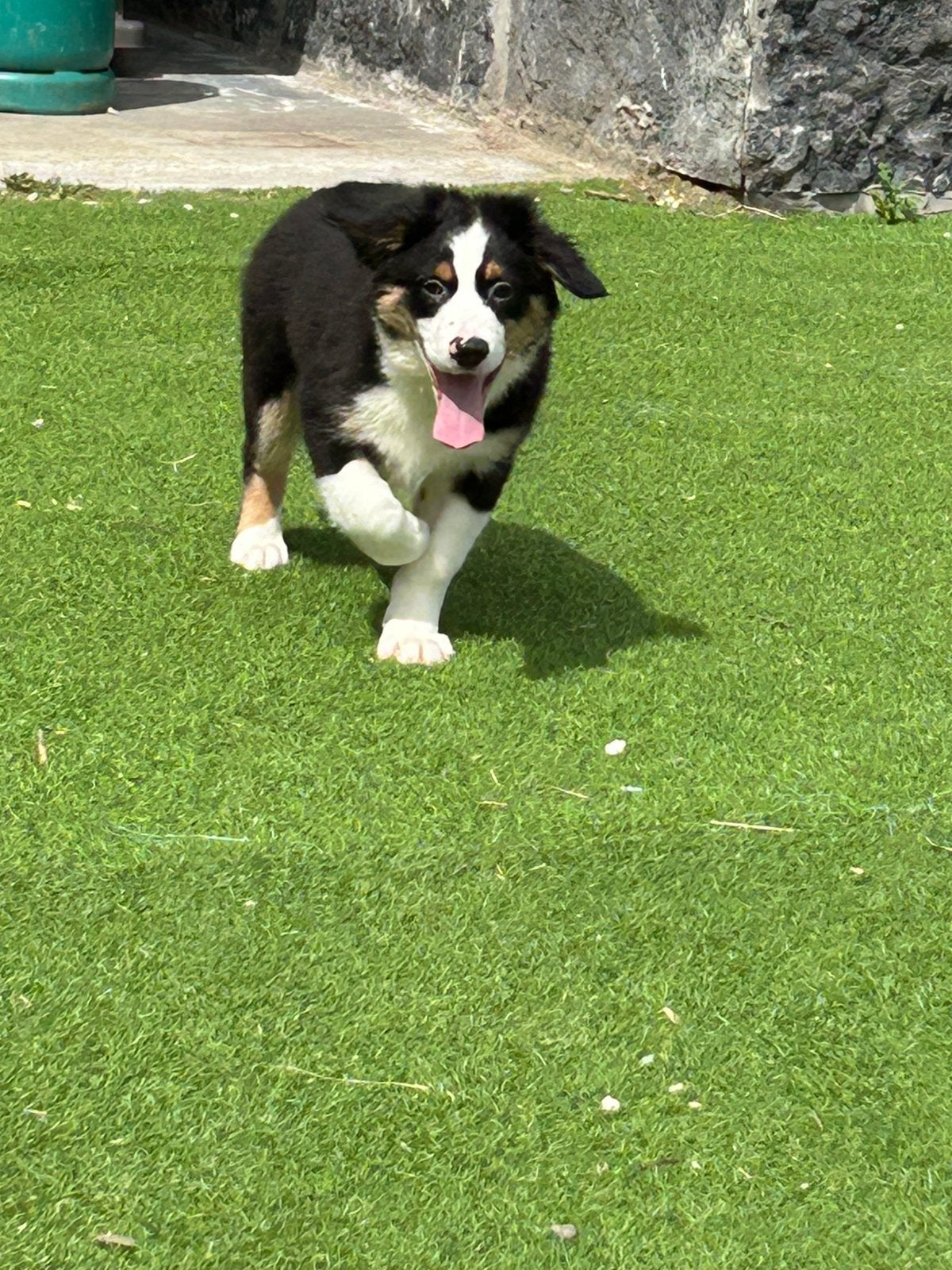 Mini aussie reu - 12 weken, Animaux & Accessoires, Chiens | Bergers & Bouviers, Chien (mâle), Un chien, Hépatite contagieuse (maladie de Rubarth)