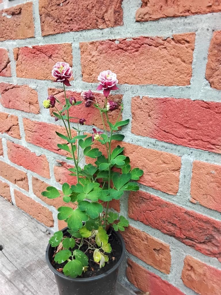 Akelei, double red &white, pot 15 cm, Ophalen, Lente, Vaste plant, Halfschaduw
