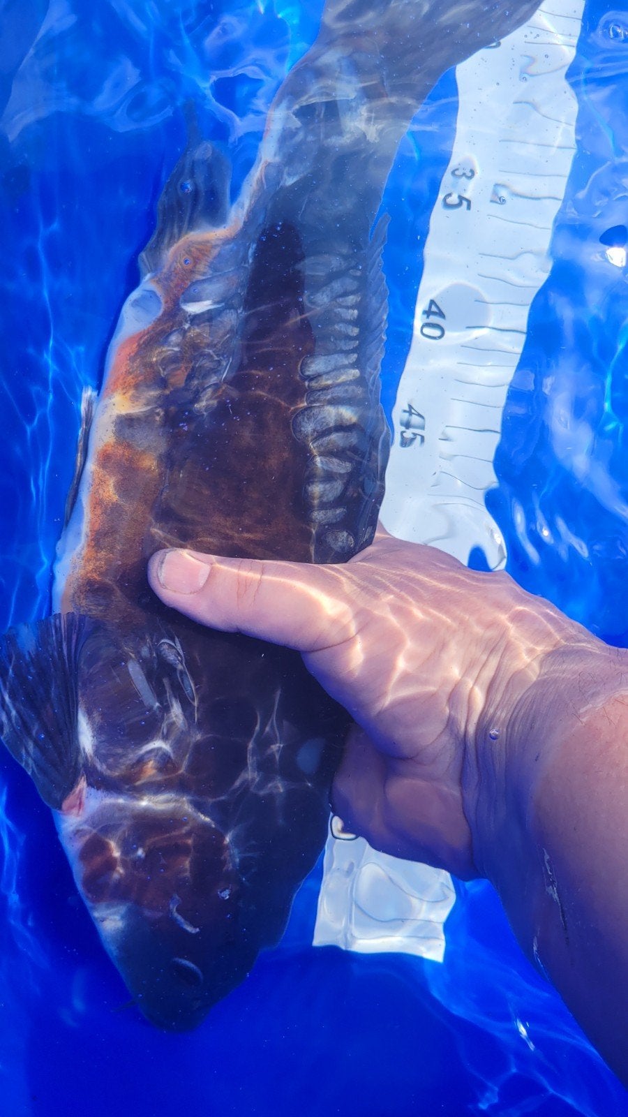 Je vends des carpes koï., Enlèvement